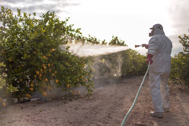 Best Bed Bug Extermination  in Chamblee, GA